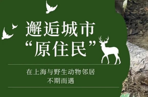 邂逅城市&ldquo;原住民&rdquo;|在上海，與我們的野生動(dòng)物鄰居不期而遇